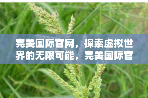 完美国际官网，探索虚拟世界的无限可能，完美国际官网，探索虚拟世界的无限可能