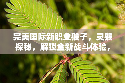 完美国际新职业猴子，灵猴探秘，解锁全新战斗体验，灵猴探秘，完美国际新职业猴子解锁全新战斗体验