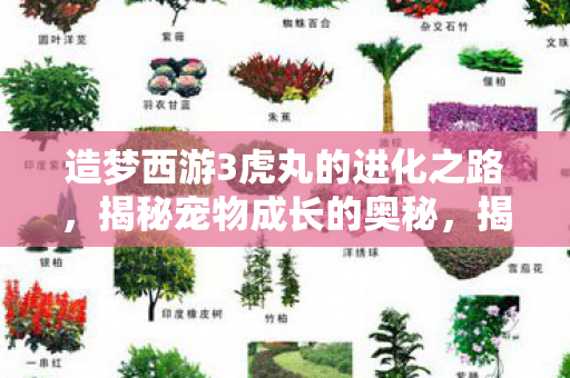 造梦西游3虎丸的进化之路，揭秘宠物成长的奥秘，揭秘宠物成长奥秘，造梦西游3虎丸的进化之路