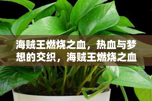 海贼王燃烧之血，热血与梦想的交织，海贼王燃烧之血，热血与梦想的激情碰撞