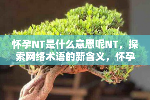 怀孕NT是什么意思呢NT，探索网络术语的新含义，怀孕NT，网络术语的新含义探索