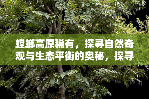 螳螂高原稀有，探寻自然奇观与生态平衡的奥秘，探寻螳螂高原的自然奇观与生态平衡奥秘