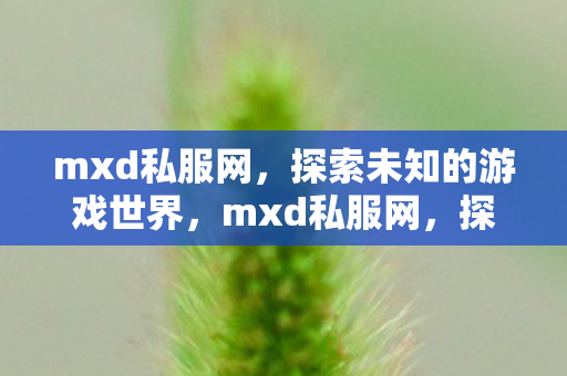 mxd私服网，探索未知的游戏世界，mxd私服网，探索未知游戏世界的奇妙之旅