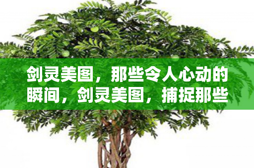 剑灵美图，那些令人心动的瞬间，剑灵美图，捕捉那些令人心动的瞬间