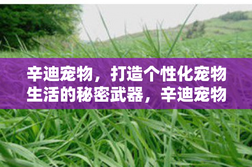 辛迪宠物，打造个性化宠物生活的秘密武器，辛迪宠物，打造个性化宠物生活的秘密武器