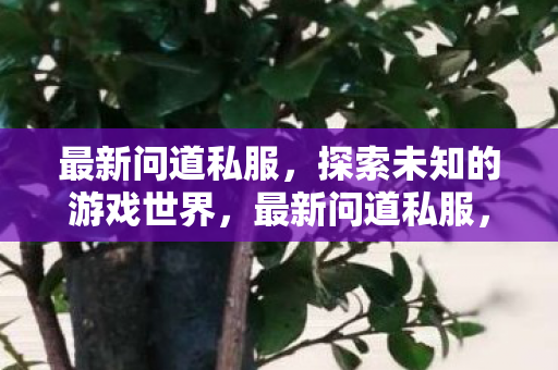最新问道私服，探索未知的游戏世界，最新问道私服，探索未知的游戏世界