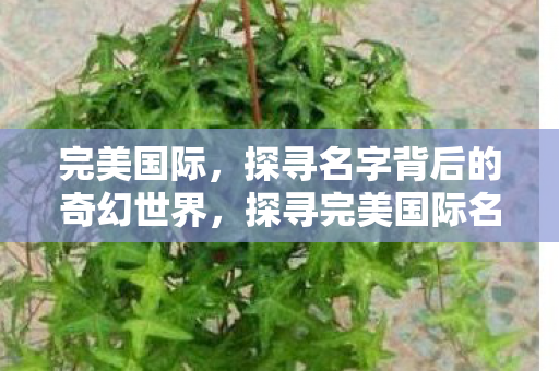 完美国际，探寻名字背后的奇幻世界，探寻完美国际名字背后的奇幻世界