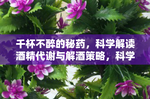千杯不醉的秘药，科学解读酒精代谢与解酒策略，科学解读酒精代谢，揭秘千杯不醉的解酒策略