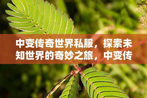 中变传奇世界私服，探索未知世界的奇妙之旅，中变传奇世界私服，开启探索未知世界的奇妙之旅