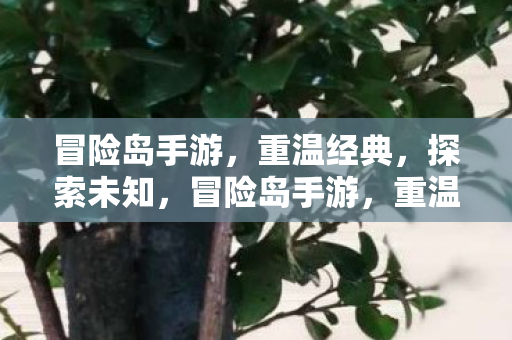 冒险岛手游，重温经典，探索未知，冒险岛手游，重温经典，探索未知之旅
