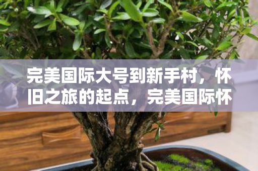 完美国际大号到新手村，怀旧之旅的起点，完美国际怀旧之旅，大号回归新手村