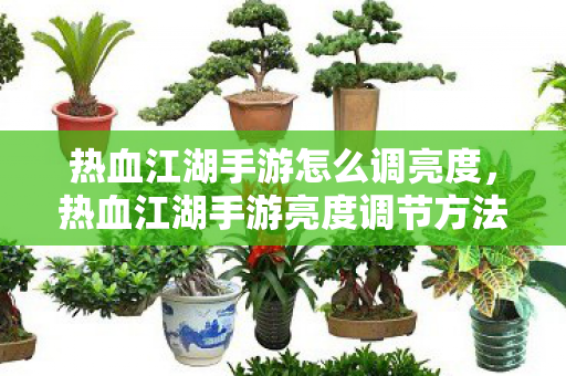 热血江湖手游亮度调节方法图片