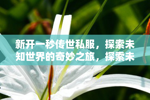 新开一秒传世私服,探索未知世界的奇妙之旅,探索未知世界,一秒传世私服全新开启 新开一秒传世私服,探索未知世界的奇妙之旅,探索未知世界,一秒传世私服全新开启