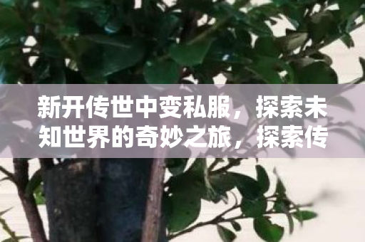 新开传世中变私服，探索未知世界的奇妙之旅，探索传世中变私服，开启未知世界的奇妙旅程