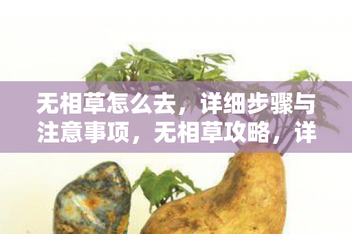 无相草怎么去,详细步骤与注意事项,无相草攻略,详细步骤与注意事项 无相草怎么去,详细步骤与注意事项,无相草攻略,详细步骤与注意事项