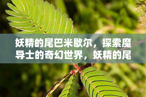 妖精的尾巴米歇尔，探索魔导士的奇幻世界，妖精的尾巴米歇尔，探索魔导士的奇幻世界之旅