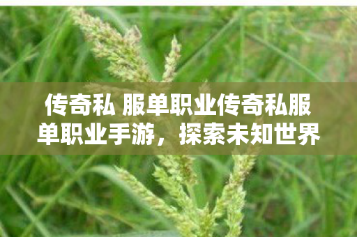传奇私 服单职业传奇私服单职业手游,探索未知世界的奇妙之旅,探索未知世界的奇妙之旅,传奇私服单职业手游 传奇私 服单职业传奇私服单职业手游,探索未知世界的奇妙之旅,探索未知世界的奇妙之旅,传奇私服单职业手游