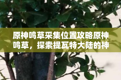 原神鸣草采集位置攻略原神鸣草,探索提瓦特大陆的神秘植物,原神,探索提瓦特大陆的神秘植物——鸣草采集攻略 原神鸣草采集位置攻略原神鸣草,探索提瓦特大陆的神秘植物,原神,探索提瓦特大陆的神秘植物——鸣草采集攻略
