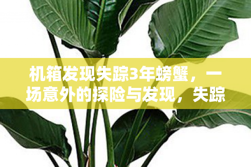 机箱发现失踪3年螃蟹，一场意外的探险与发现，失踪3年的螃蟹再现，一场意外的探险与发现之旅