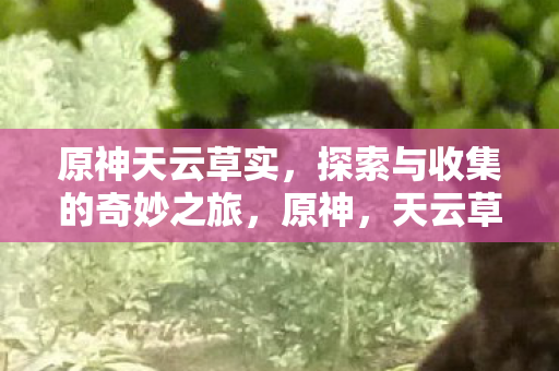 原神天云草实,探索与收集的奇妙之旅,原神,天云草实探索与收集之旅 原神天云草实,探索与收集的奇妙之旅,原神,天云草实探索与收集之旅
