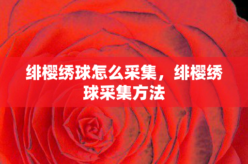 绯樱绣球怎么采集,绯樱绣球采集方法 绯樱绣球怎么采集,绯樱绣球采集方法