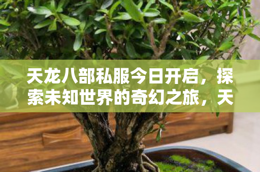 天龙八部私服今日开启,探索未知世界的奇幻之旅,天龙八部私服今日开启,探索未知世界的奇幻之旅 天龙八部私服今日开启,探索未知世界的奇幻之旅,天龙八部私服今日开启,探索未知世界的奇幻之旅