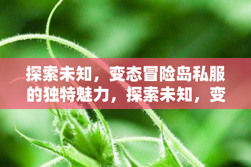 变态冒险岛私服的独特魅力图片