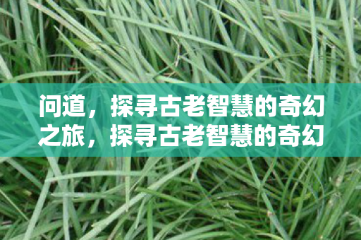 问道，探寻古老智慧的奇幻之旅，探寻古老智慧的奇幻之旅