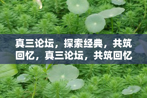 真三论坛，探索经典，共筑回忆，真三论坛，共筑回忆，探索经典