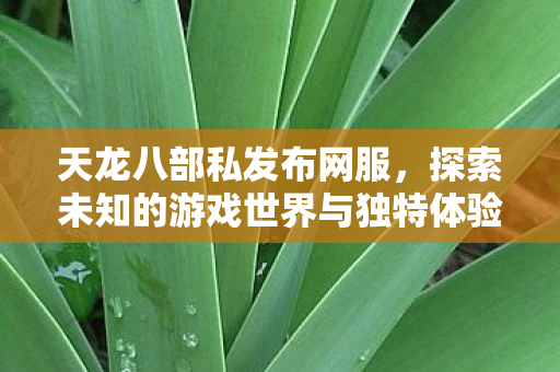 天龙八部私发布网服，探索未知的游戏世界与独特体验