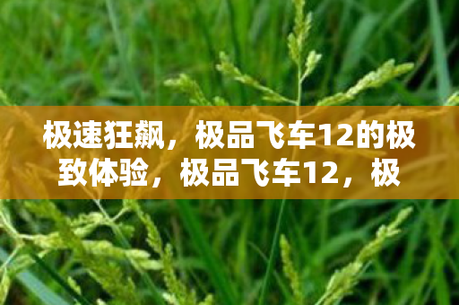 极速狂飙，极品飞车12的极致体验，极品飞车12，极速狂飙的极致驾驶体验