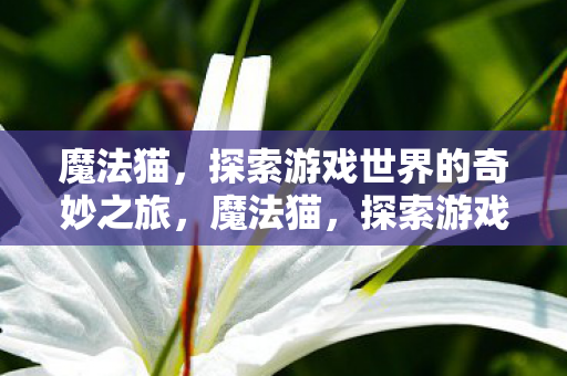 魔法猫，探索游戏世界的奇妙之旅，魔法猫，探索游戏世界的奇妙之旅