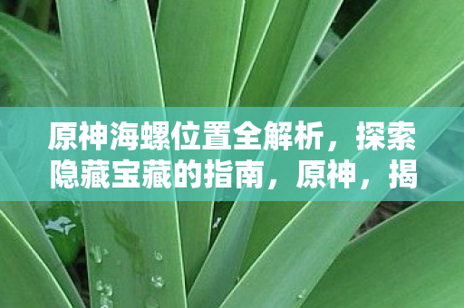 原神海螺位置全解析，探索隐藏宝藏的指南，原神，揭秘海螺位置，解锁隐藏宝藏的探险指南
