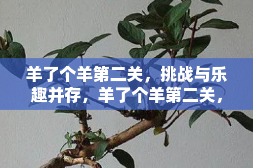挑战与乐趣的完美结合图片