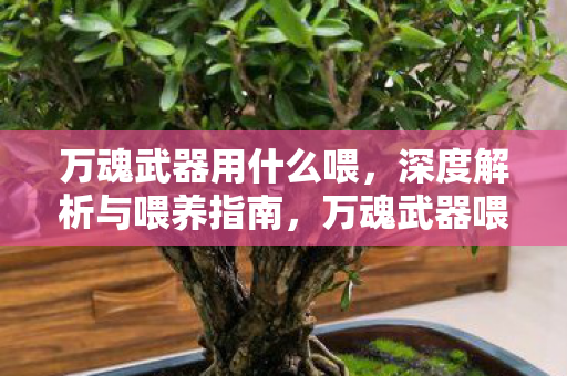 万魂武器用什么喂，深度解析与喂养指南，万魂武器喂养指南，如何正确喂养万魂武器？