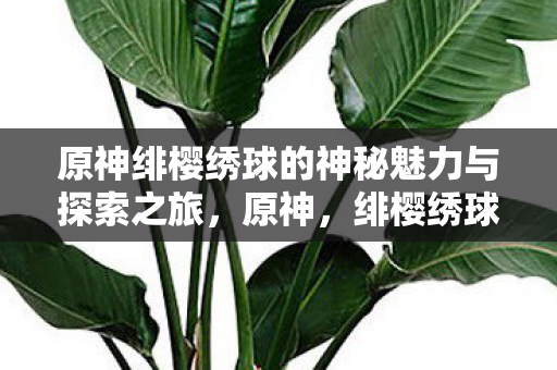 原神绯樱绣球的神秘魅力与探索之旅，原神，绯樱绣球的神秘魅力与探索之旅