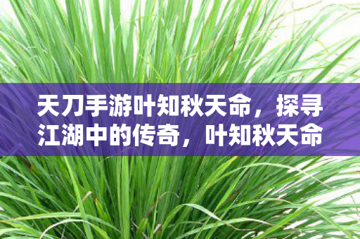 天刀手游叶知秋天命,探寻江湖中的传奇,叶知秋天命,探寻天刀手游中的江湖传奇 天刀手游叶知秋天命,探寻江湖中的传奇,叶知秋天命,探寻天刀手游中的江湖传奇