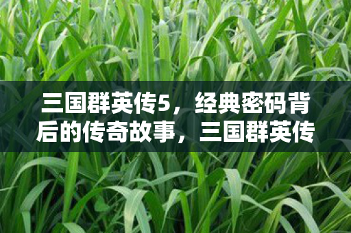 三国群英传5，经典密码背后的传奇故事，三国群英传5，经典密码背后的传奇故事
