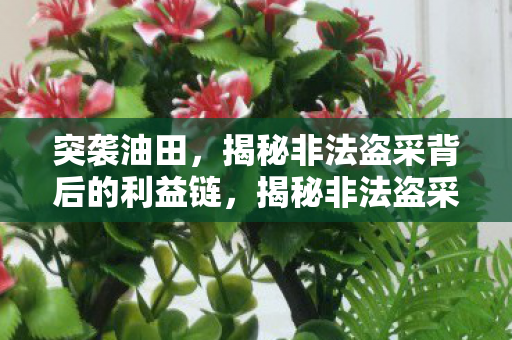 突袭油田，揭秘非法盗采背后的利益链，揭秘非法盗采油田背后的利益链