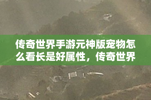 传奇世界手游元神版宠物怎么看长是好属性图片