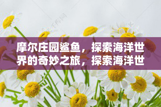 摩尔庄园鲨鱼,探索海洋世界的奇妙之旅,探索海洋世界的奇妙之旅,摩尔庄园鲨鱼 摩尔庄园鲨鱼,探索海洋世界的奇妙之旅,探索海洋世界的奇妙之旅,摩尔庄园鲨鱼