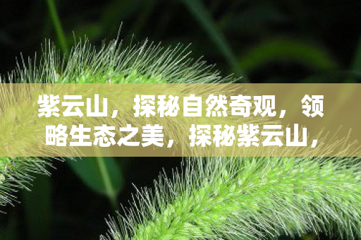 紫云山,探秘自然奇观,领略生态之美,探秘紫云山,自然奇观与生态之美的完美融合 紫云山,探秘自然奇观,领略生态之美,探秘紫云山,自然奇观与生态之美的完美融合