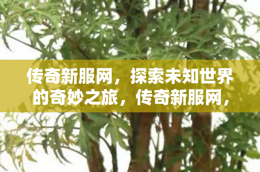 开启探索未知世界的奇妙之旅图片