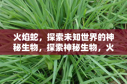 火焰蛇,探索未知世界的神秘生物,探索神秘生物,火焰蛇的未知世界 火焰蛇,探索未知世界的神秘生物,探索神秘生物,火焰蛇的未知世界