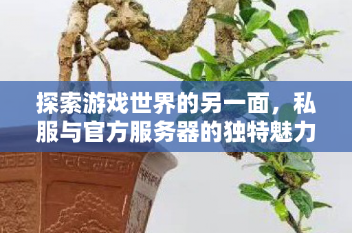 私服与官方服务器的独特魅力图片