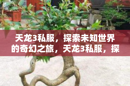 天龙3私服，探索未知世界的奇幻之旅，天龙3私服，探索未知世界的奇幻之旅