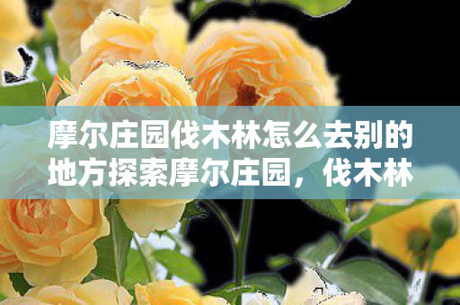 摩尔庄园伐木林怎么去别的地方探索摩尔庄园，伐木林的神秘之旅，摩尔庄园，伐木林神秘之旅，探索新地方