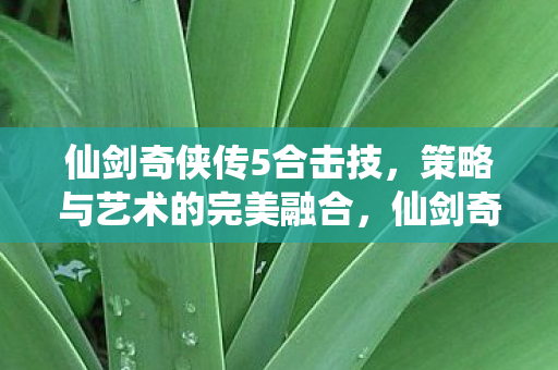 仙剑奇侠传5合击技，策略与艺术的完美融合，仙剑奇侠传5合击技，策略与艺术的完美融合