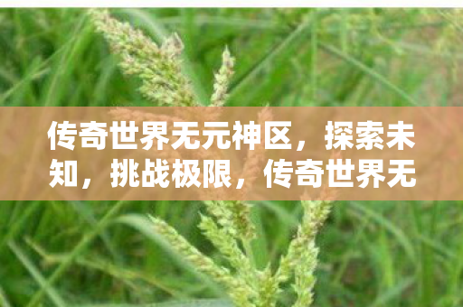 传奇世界无元神区，探索未知，挑战极限，传奇世界无元神区，探索未知，挑战极限之旅