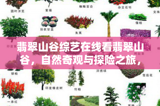 翡翠山谷综艺在线看翡翠山谷，自然奇观与探险之旅，翡翠山谷，自然奇观与探险之旅
